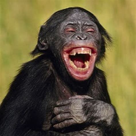 Monkey laughter